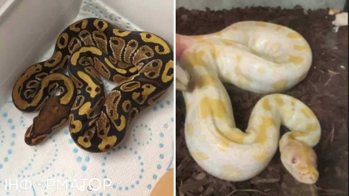 Питоны нуждаются в специальном уходе и живут в аквариумах