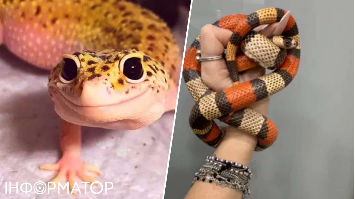 Геккон-зублефар и змея Кэмпбелла