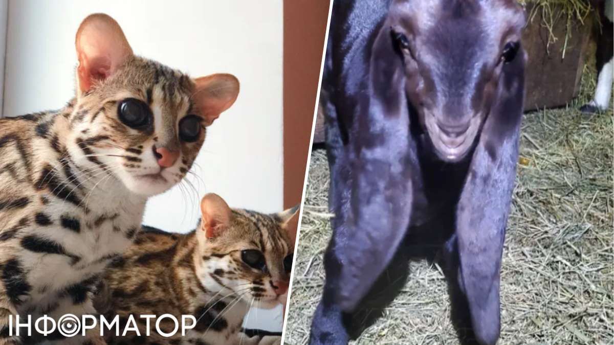 Азийский леопардовый кот и козлята камори с длинными ушами