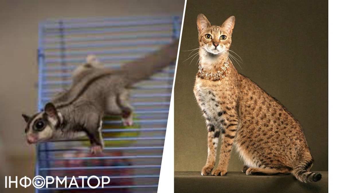 Сахарные поссумы и саваннские кошки - самые популярные в Украине