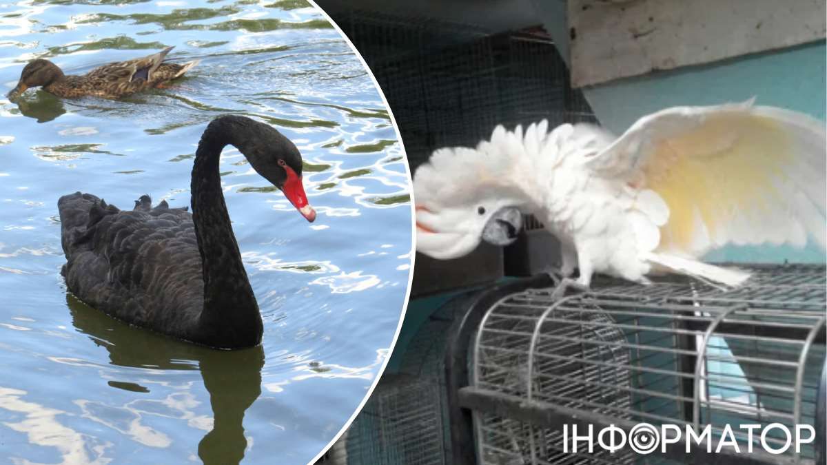 Игривый и сообразительный моллукский какаду и черный лебедь