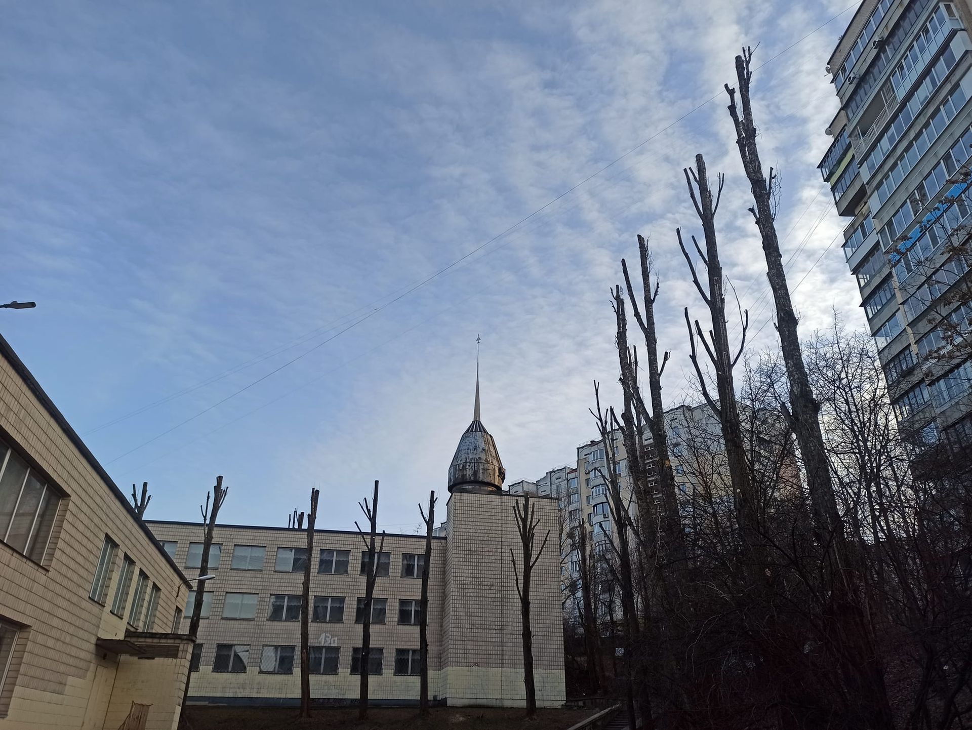 Поможет ли деревьям процедура срезания кроны - вопрос. Фото М. Курбатова