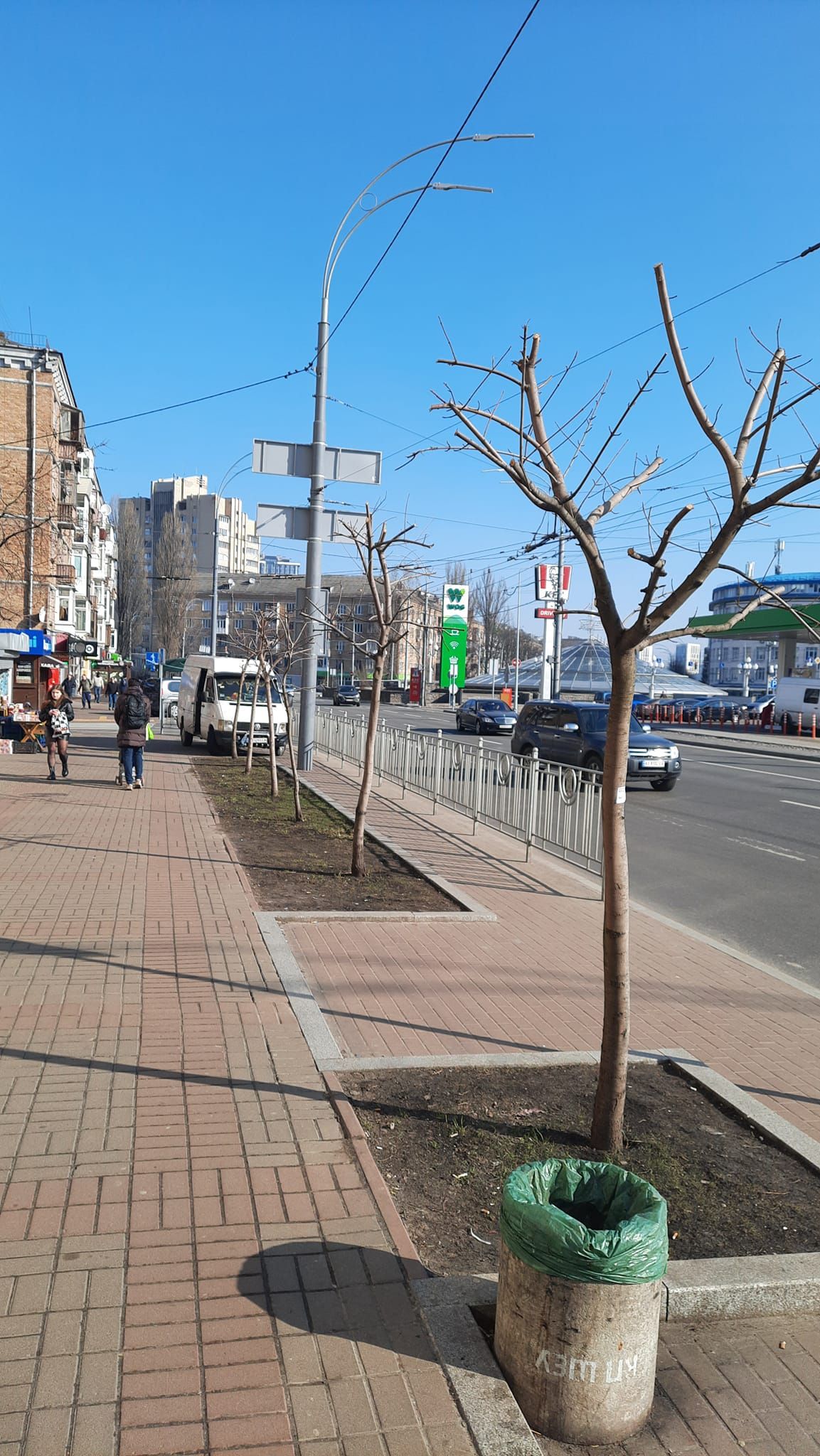 Вместо пышных крон в этом году побеги будут отрастать заново