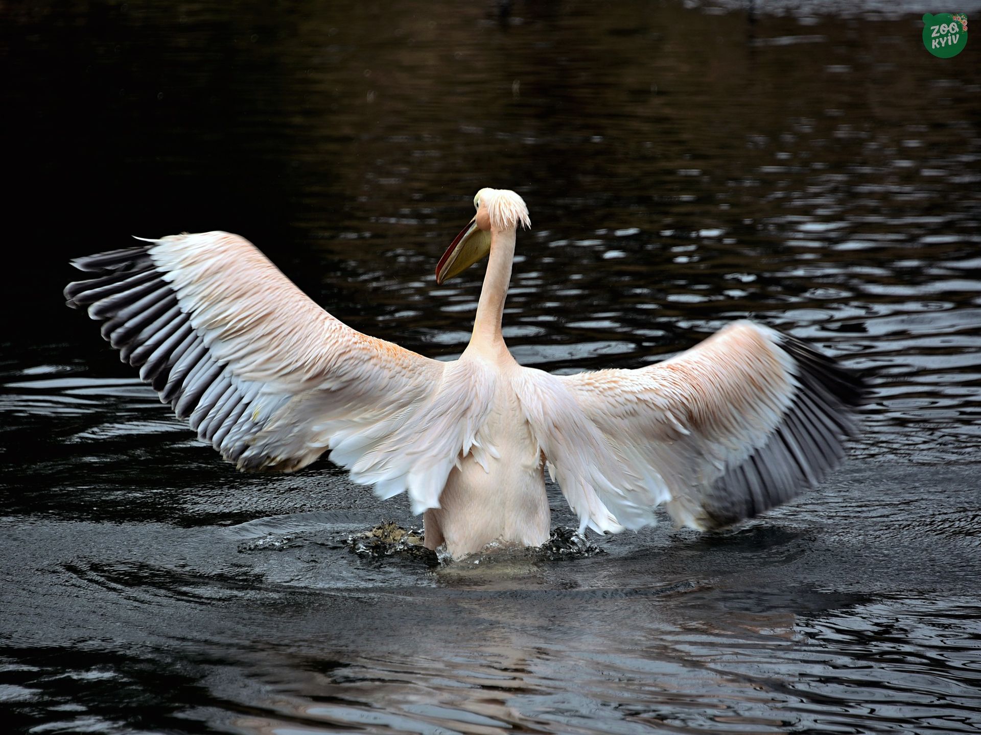 Фото: КиївЗоо 