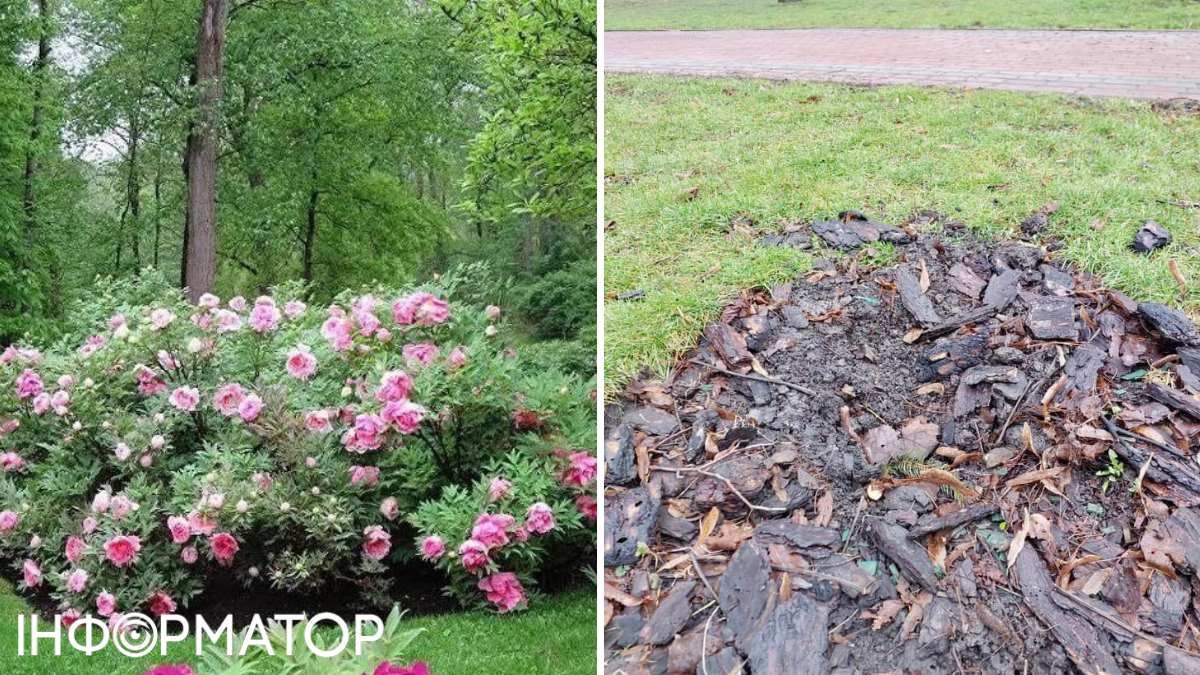 Кража цветов из городского парка в Киеве