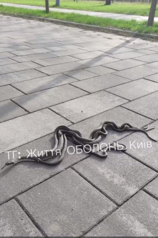 На опубликованном видео можно увидеть, как сразу четыре пресмыкающихся, обвиваясь друг вокруг друга, быстро переползают дорожку в парке На опубликованном видео можно увидеть, как сразу четыре пресмыкающихся, обвиваясь друг вокруг друга, быстро переползают дорожку в парке