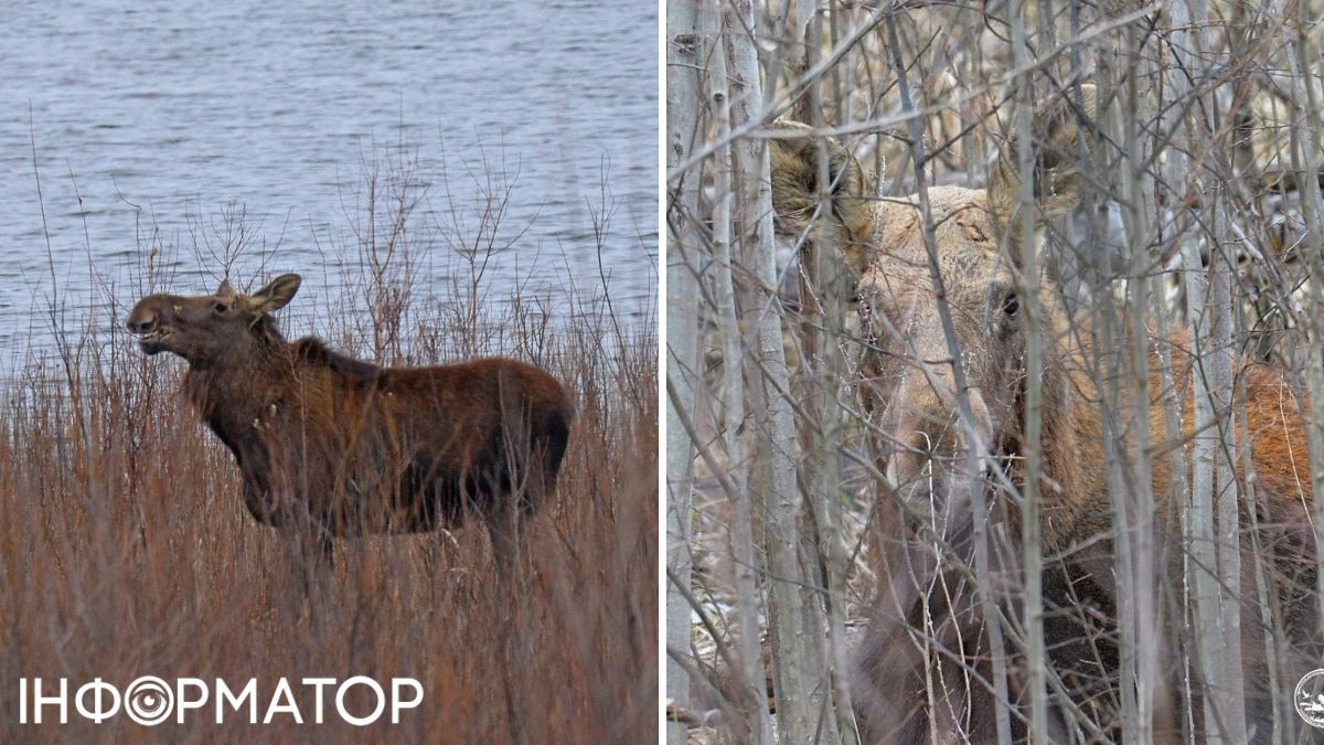 Тварини, Чорнобиль