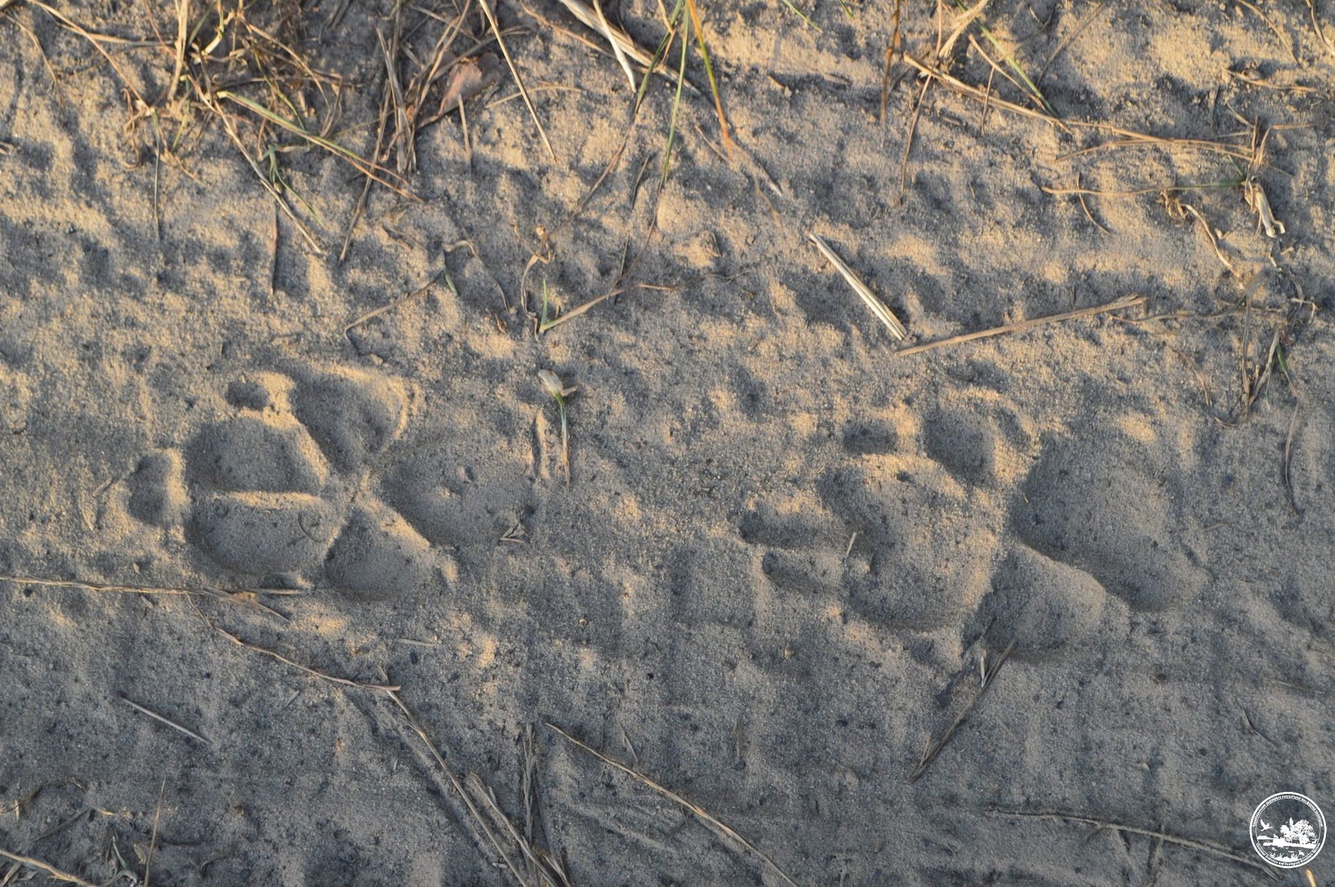 В заповеднике заметили следы шакалов. Фото - Чернобыльский биосферный заповедник