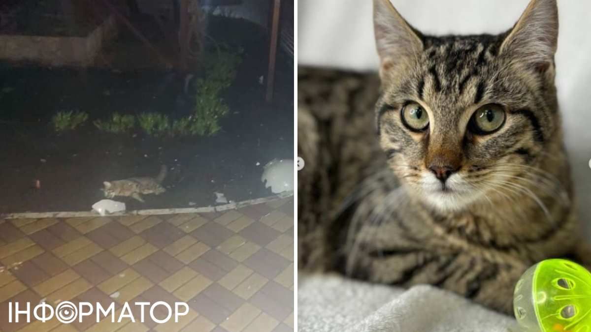 Фото с животным - вероятно, котиком Шайном на газоне - выложили соседи из дома, где живет владелица