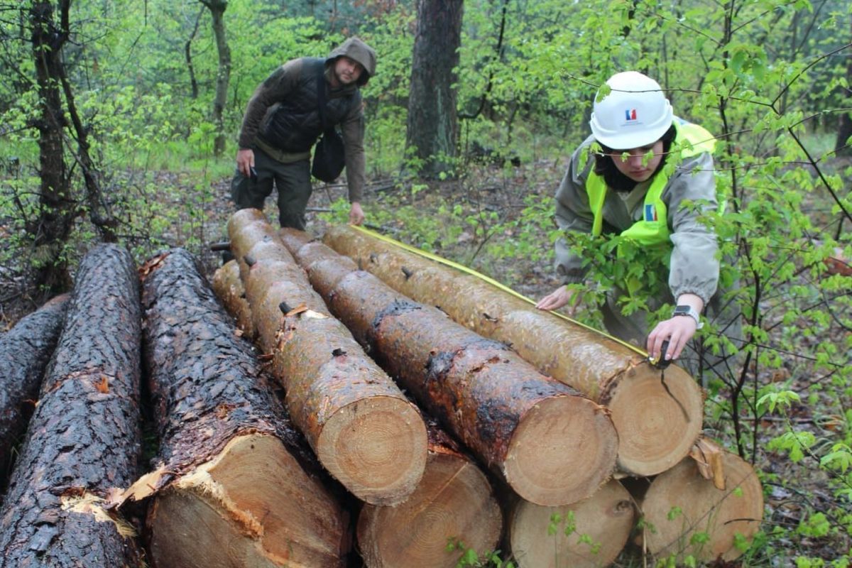 Агенти УЕБ проконтролювали відвантаження реалізованої необробленої деревини на Київщині 1