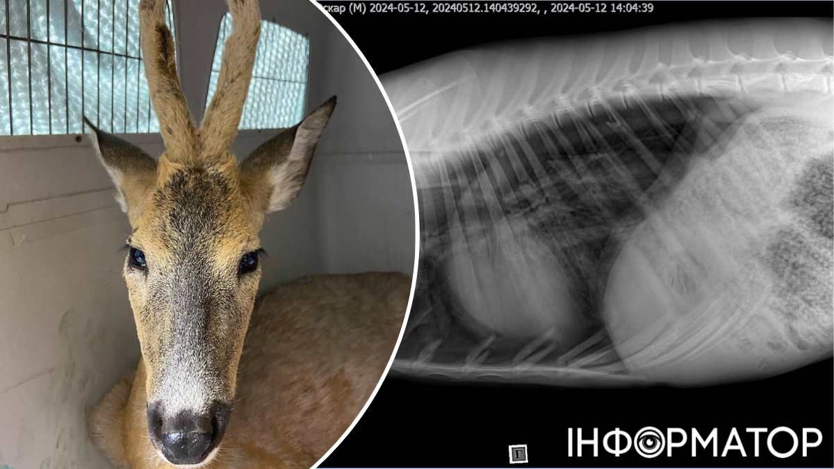 Видужувати буде нелегко - в тварини зламані 6 ребер. Фото: Wild Animals Rescue Center у Facebook