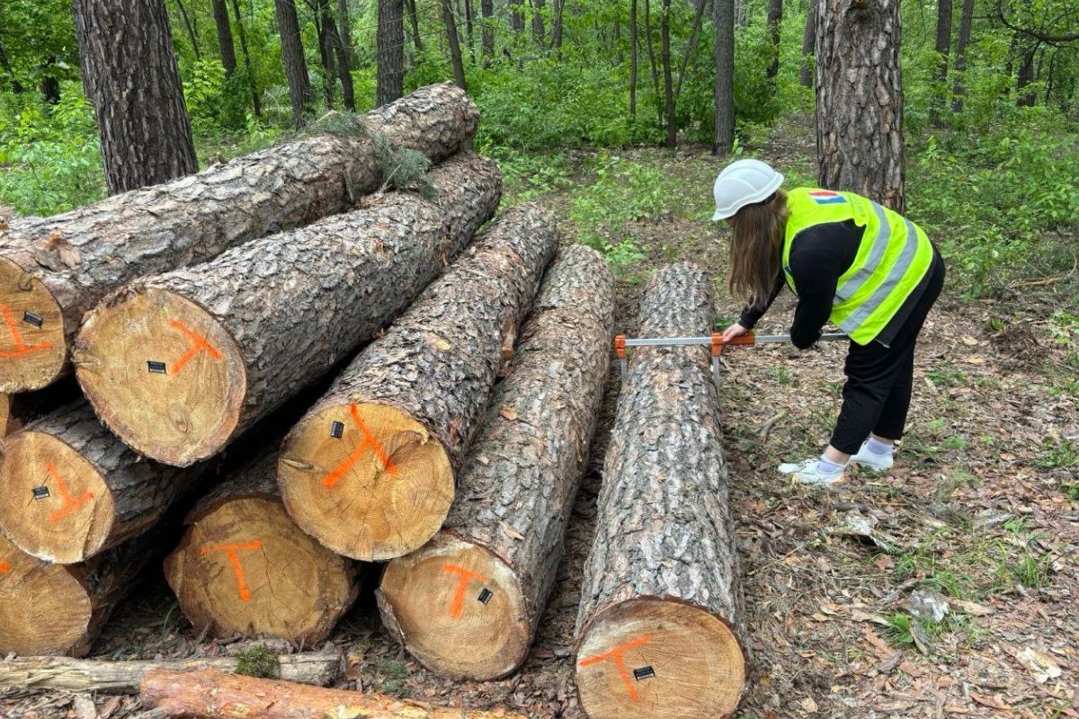 Агенты УЭБ осуществили контроль передачи реализованной необработанной древесины покупателю в Киевской области 1