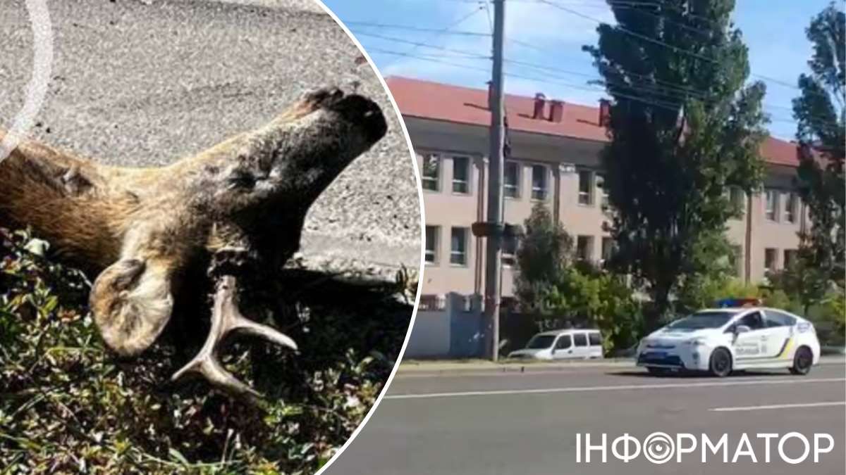 Водій поїхав з місця ДТП, а косуля ще якийсь час лежала на узбіччі - та згодом померла