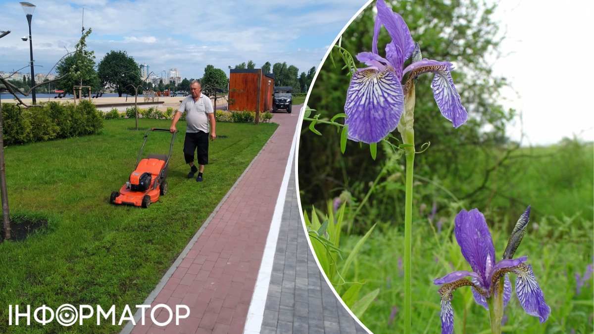 Уничтожение краснокнижных растений во время благоустройства Оболонского острова экологи