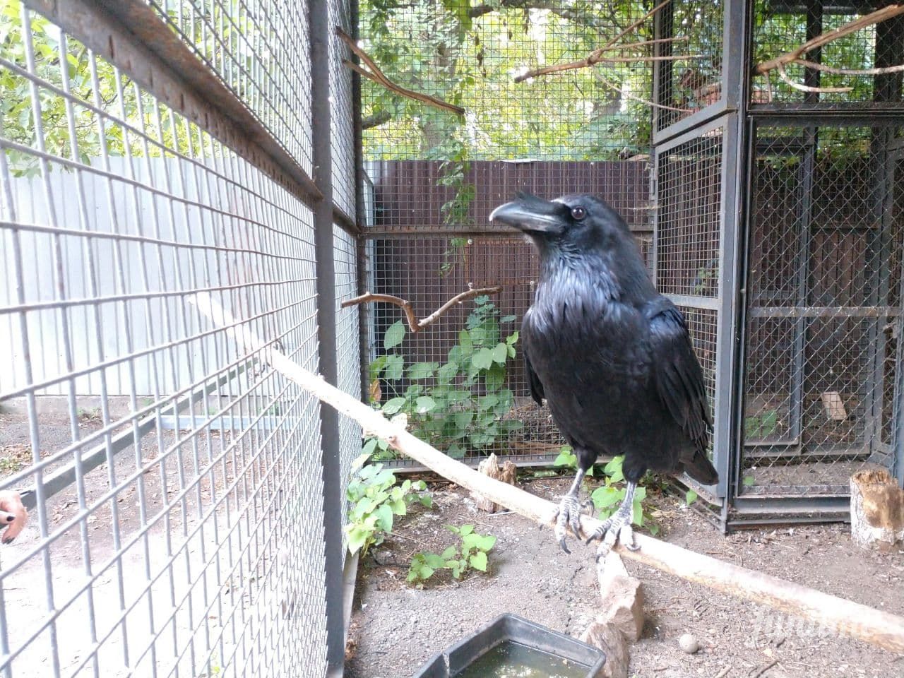 Киевский городской совет передал под застройку дворик с воронами на Рейтарской 2