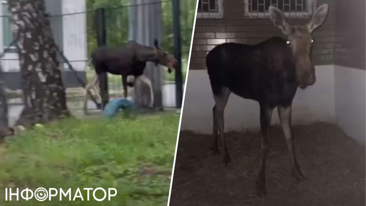 Ракетний обстріл 8 липня тварини загибель