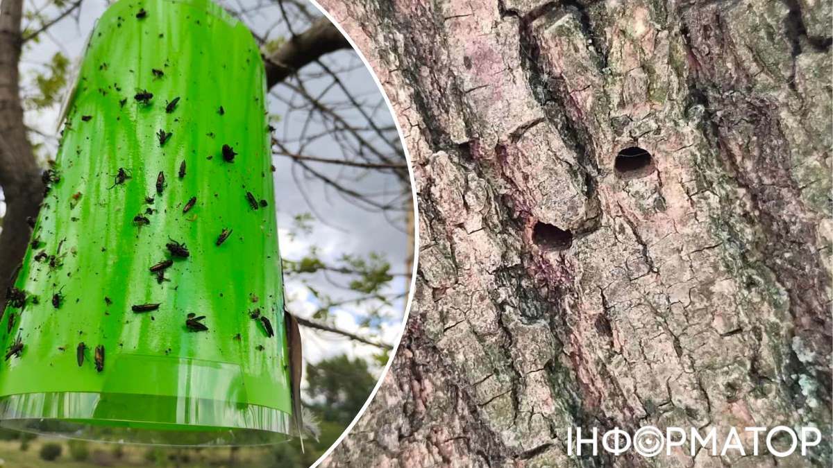 Докази зараження вузькозлаткою - пастки з феромонами та дірки у стовбурах Докази зараження вузькозлаткою - пастки з феромонами та дірки у стовбурах