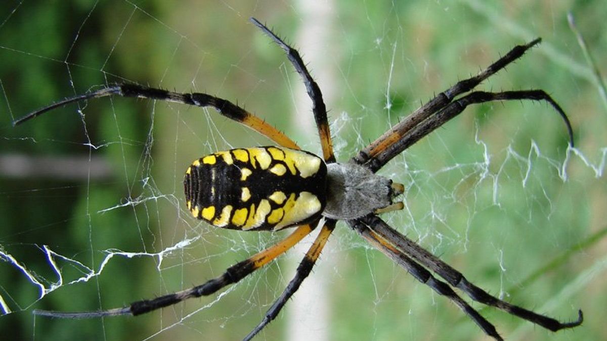 Аргиопа - один из самых ярко окрашенных пауков