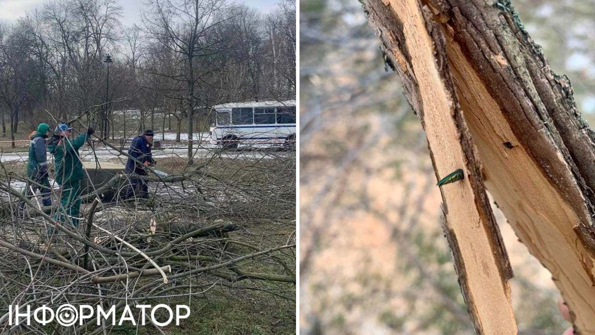 В лютому 2024-го комунальники спиляли декілька сотень дерев у Солом'янському парку Києва через вузькозлатку