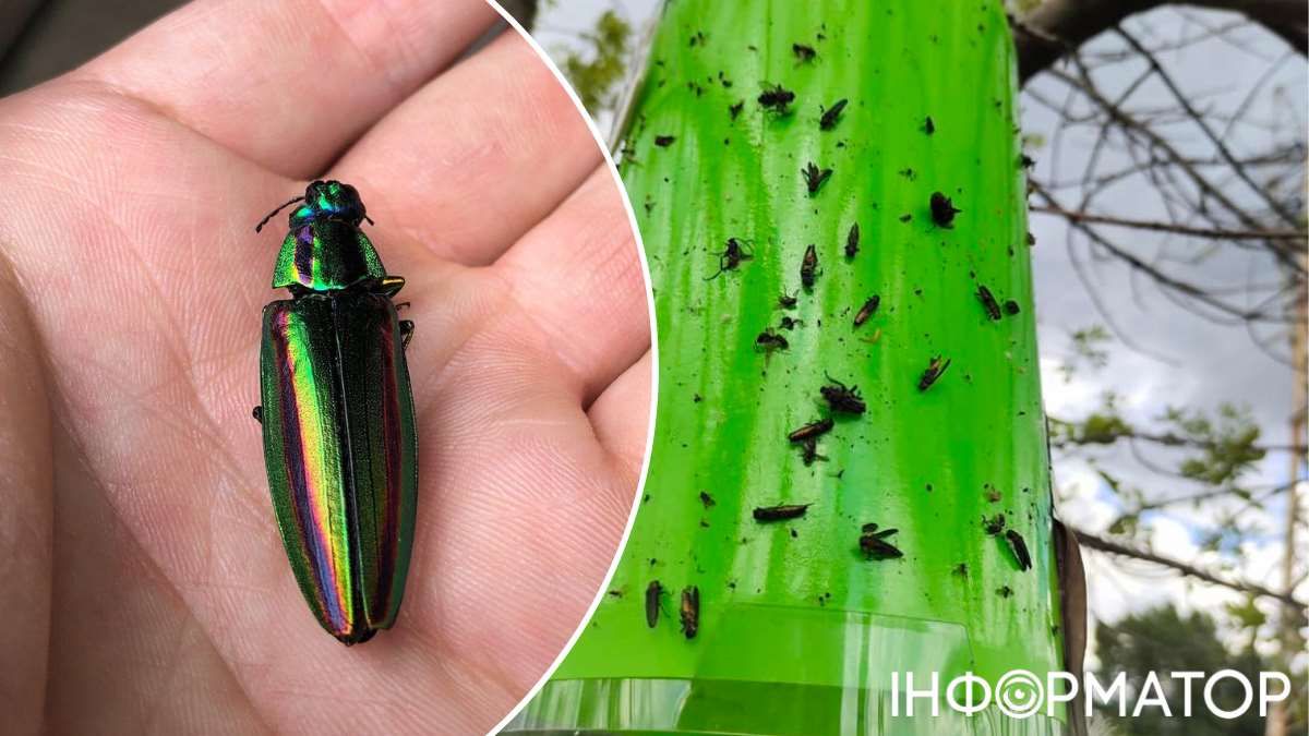 При цьому помилки бути не може: у феромонові пастки поблизу озера Вербного у липні потрапили саме ці комахи (справа)