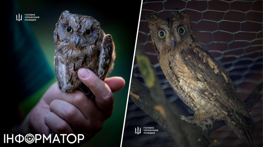 Арей та Маґура оселилися у спеціальному авіарії. Фото: Головне управління розвідки