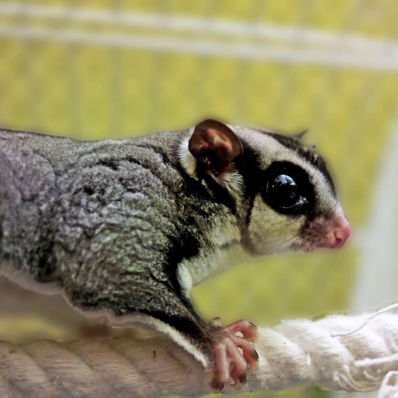 Цукровий поссум отримав свою назву за любов до солодкого