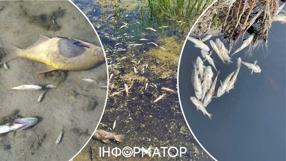 Світлини з загиблою рибою у Чернігівській та Сумській областях викладало на своїй сторінці Держагентство з питань 