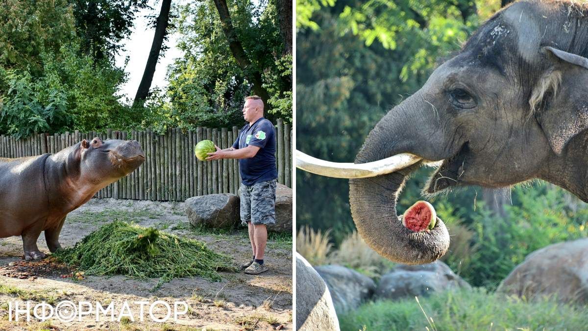 Зоопарк слоник Хорас арбузные угощения