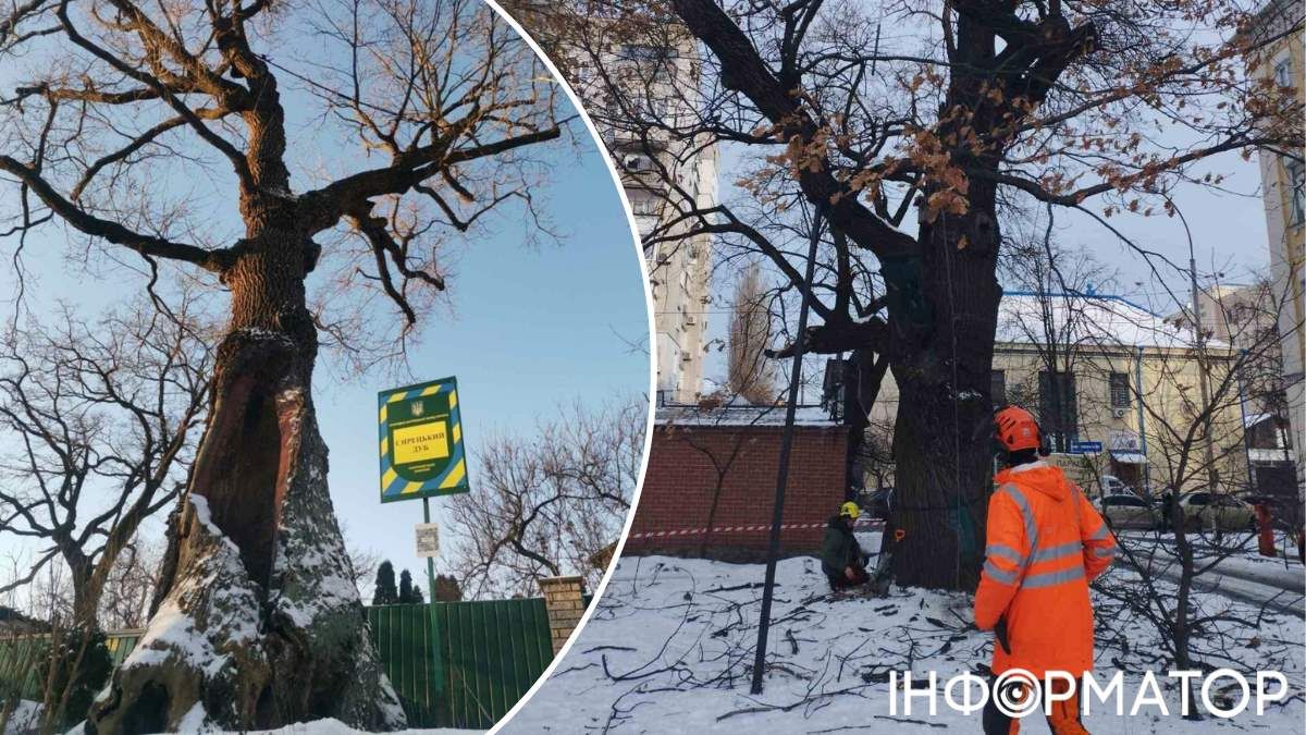 Вікові дерева Київзеленбуд екологи