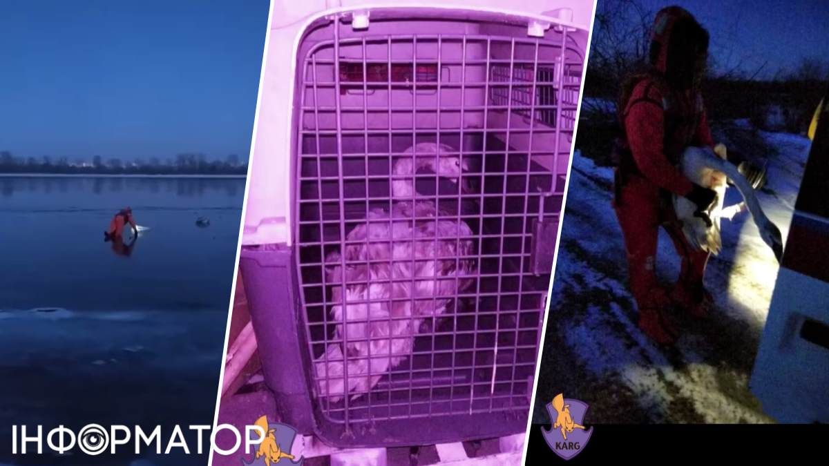Лебідь рятувальник зоозахисники