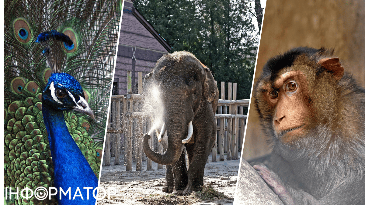 тендер зоопарк метро