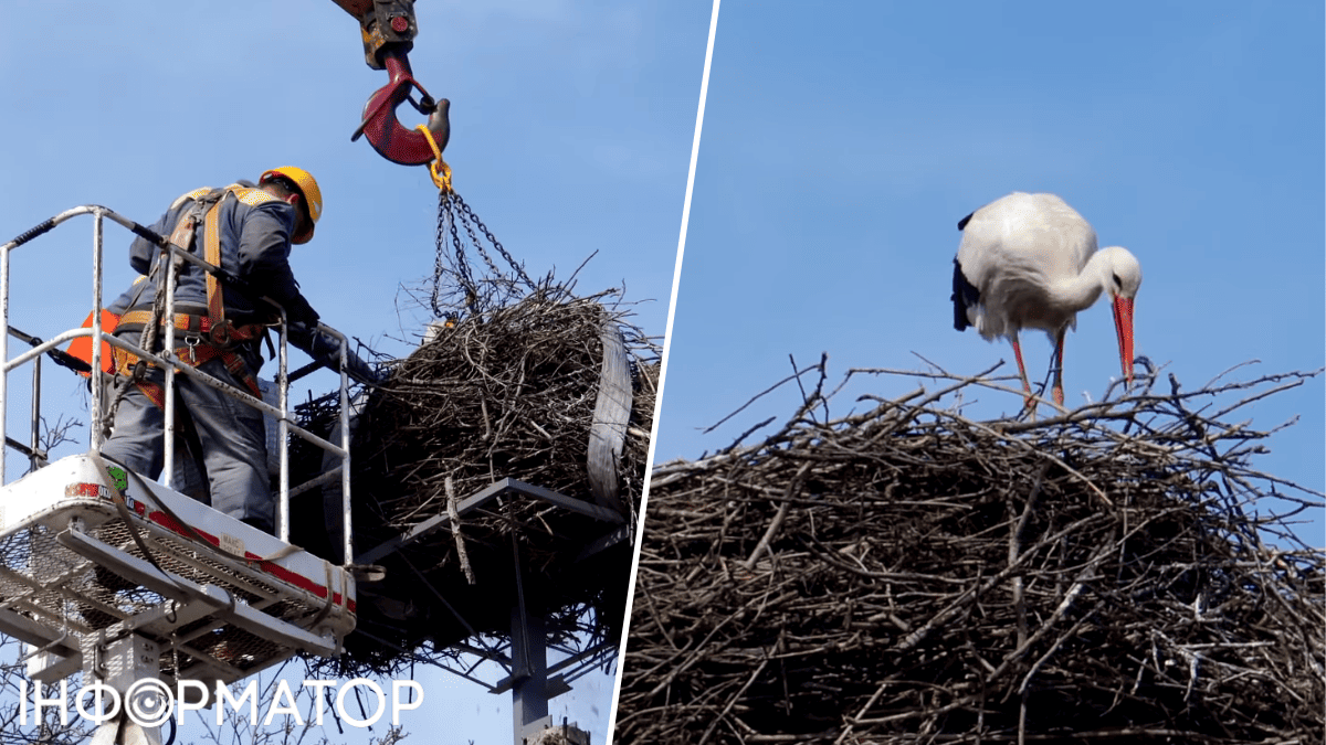 ДТЕК лелеки гніздо