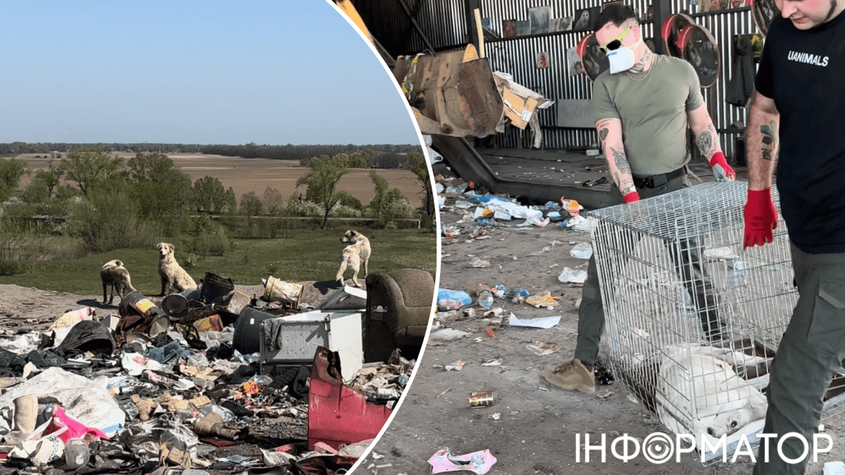 собаки смітттєзвалище тварини