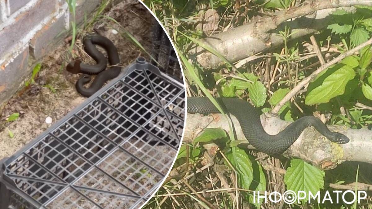Змії гадюки Київська область