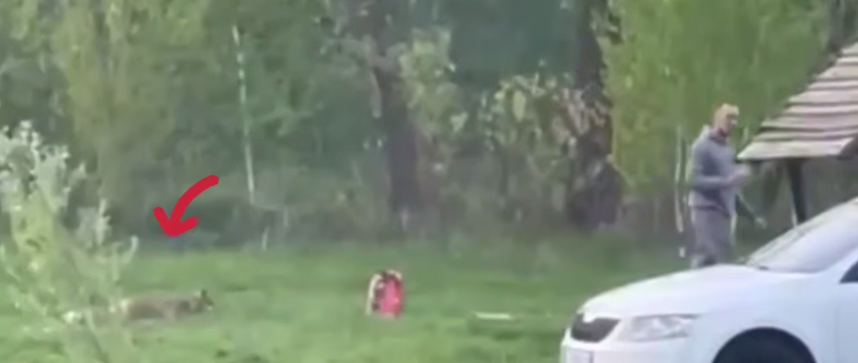 У Гостомелі відпочивальників атакував лис-камікадзе: чому такі зустрічі небезпечні для людей 1