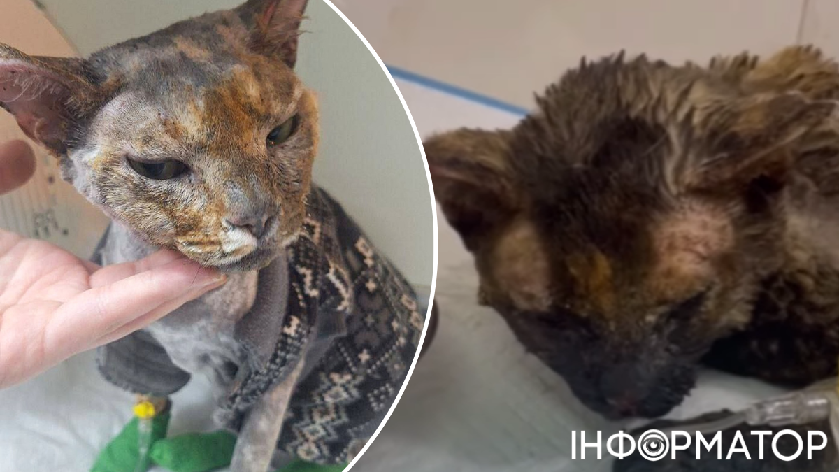 атака на Київ тварини поранення