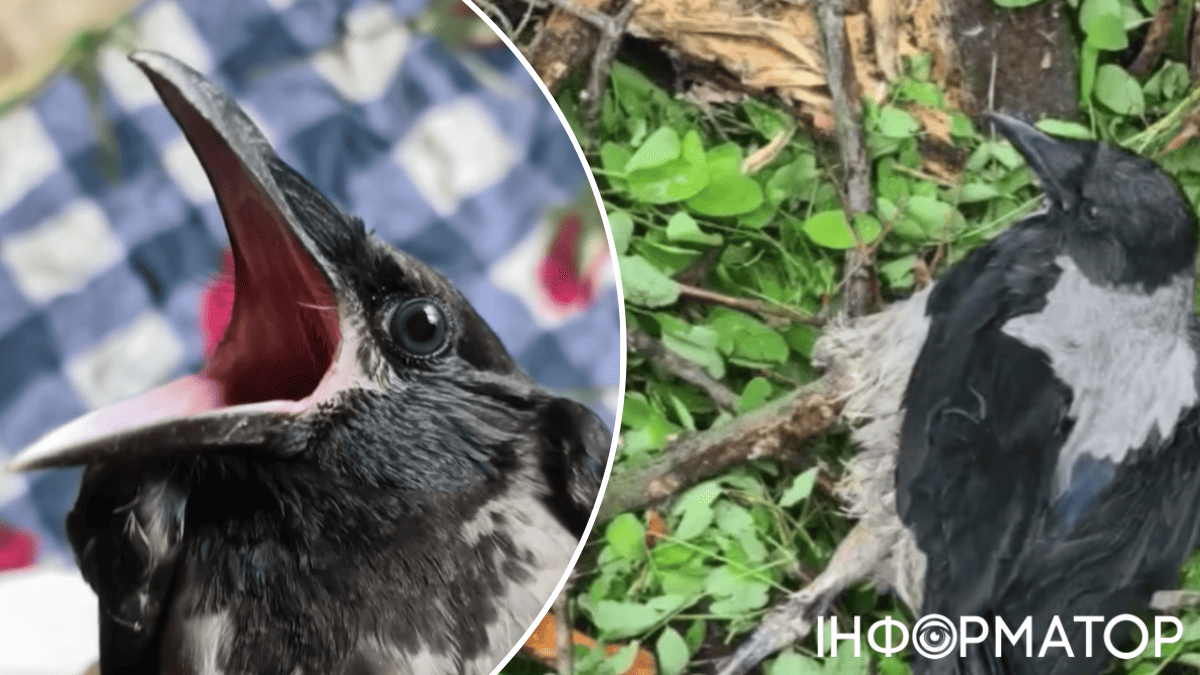 птахи природа дерева