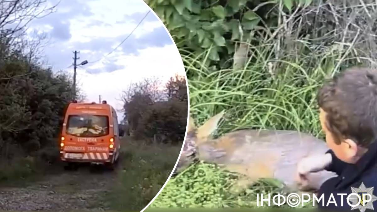 Козуля Київська область поліцейські