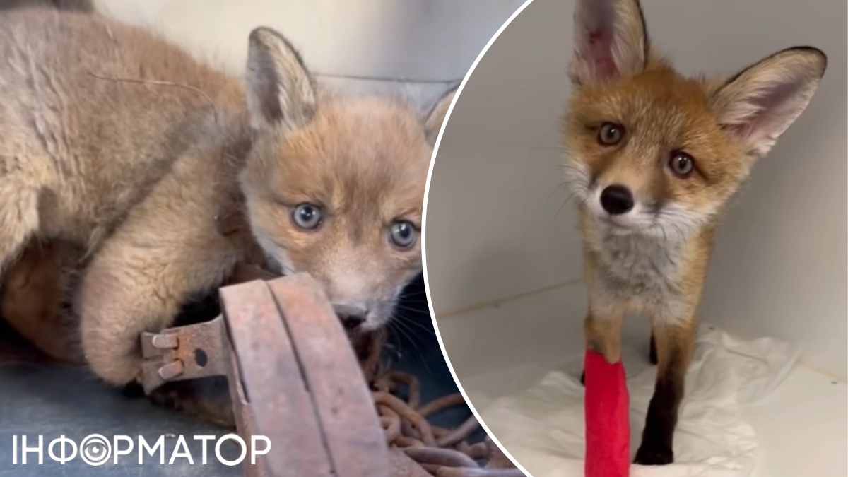 тварини рятування зооволонтери Kyiv Animal Rescue Group