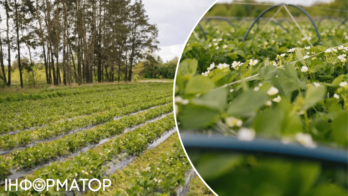 Разом із ягідною фермою обіцяють надати технологічні карти по вирощуванню ягідних культур, які дозволяють отримувати продукцію найвищої якості нерух 1
