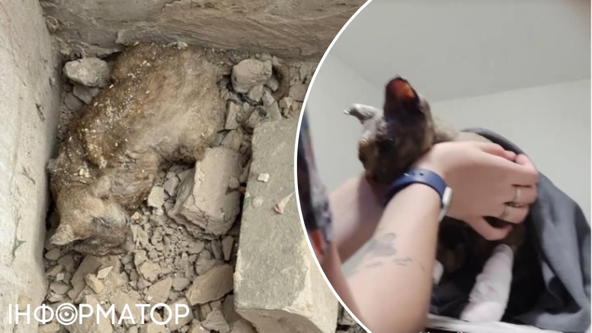 ДТЭК котик руины обстрел 17 июня