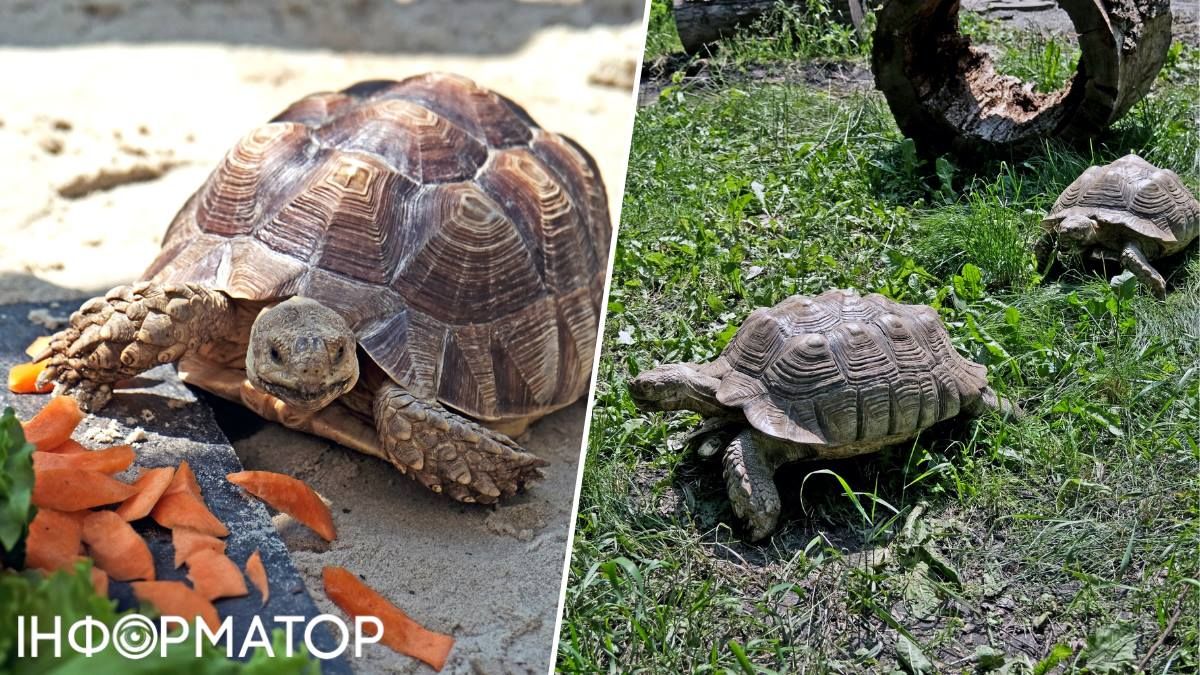 Киевский зоопарк