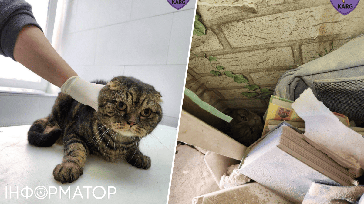 животные кот спасение