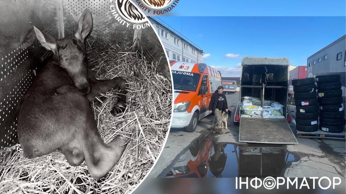 Лосеня загибель Центр порятунку диких тварин