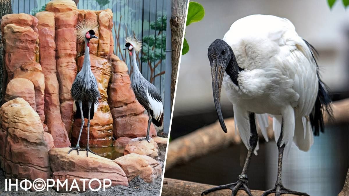 Зоопарк птахи ібіс авіарій