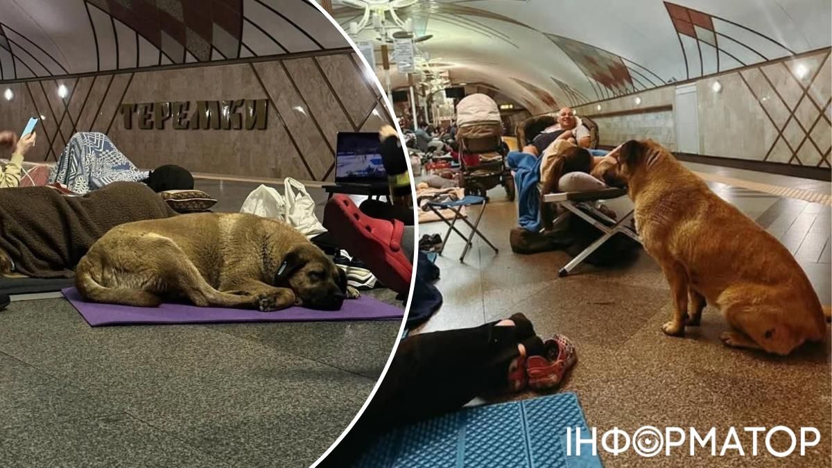 Собака Мішка метро Теремки Київ