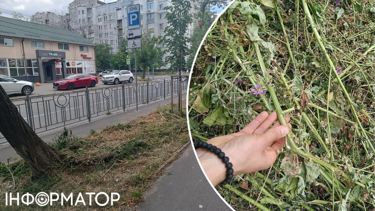 А от мешканцям Подолу так не пощастило: вони побачили тирсу на місці власного квітника вже після того, як комунальники скосили мальви. Фото: Володимир Ветроградський А от мешканцям Подолу так не пощастило: вони побачили тирсу на місці власного квітника вже після того, як комунальники скосили мальви. Фото: Володимир Ветроградський