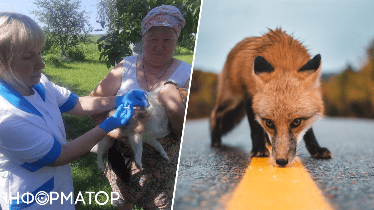 бешенство