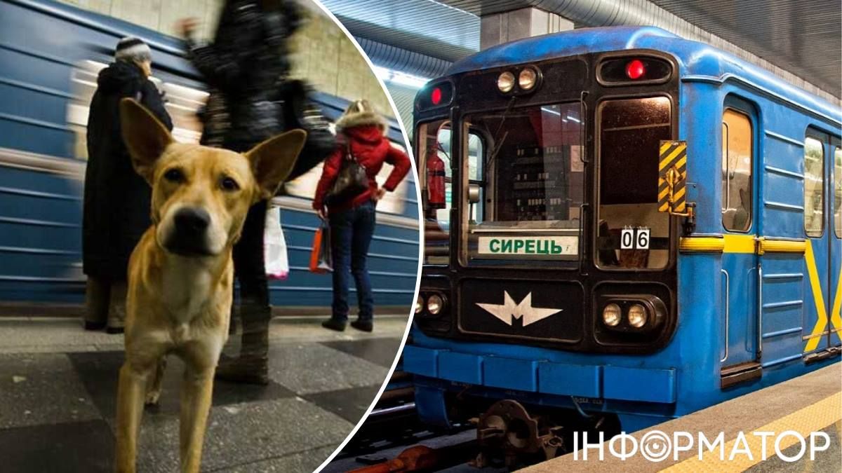 Собаки у метро