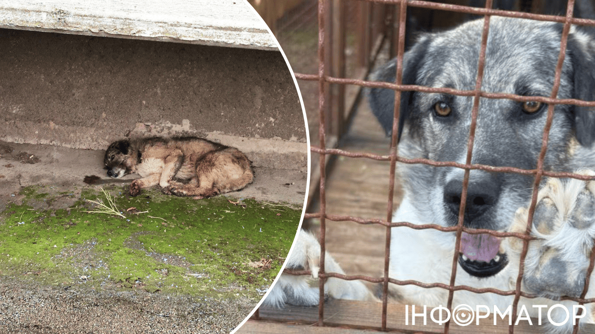 животные собака зоозащитники